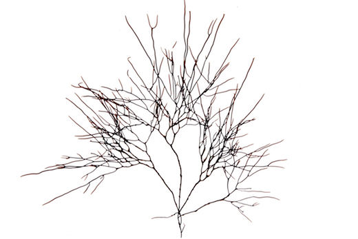 Ahnfeltia plicata